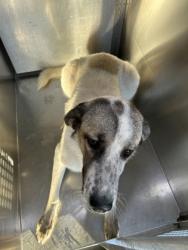 Shelter Stray Female Dog last seen NW LOOP 820 EB / OLD DECATUR RD, North District,, 355 Hillshire Dr, Haslet, TX 76052, USA