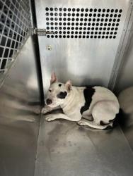 Shelter Stray Female Dog last seen Near S HENDERSON ST, South District,, 355 Hillshire Dr, Haslet, TX 76052, USA
