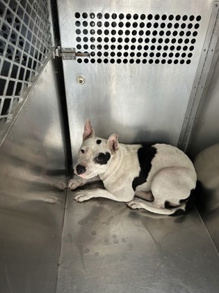 Shelter Stray Female Dog last seen Near S HENDERSON ST, South District,, 355 Hillshire Dr, Haslet, TX 76052, USA