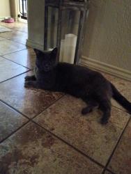 Reunited Female Cat last seen Lone pine ln 76108, Fort Worth, TX 76108