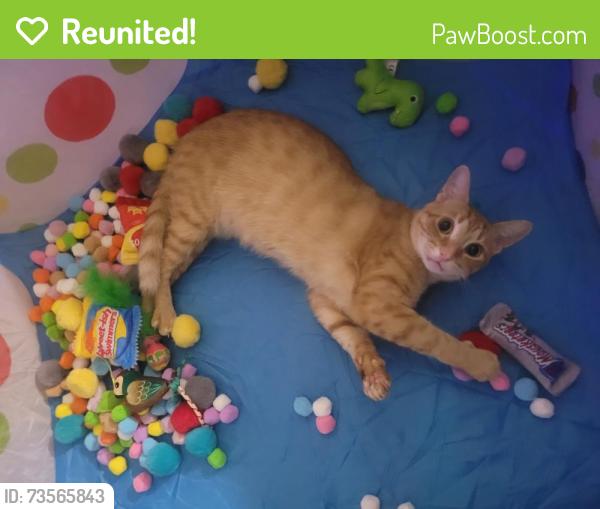Reunited Male Cat last seen Madison and Jasper St, near the empty lot, Philadelphia, PA 19134