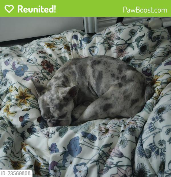 Reunited Female Dog last seen Freese Dr Sanger, TX, Sanger, TX 76266