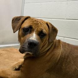 Shelter Stray Female Dog last seen Beaver Avenue, DES MOINES, IA, 50310, Des Moines, IA 50313