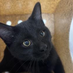 Shelter Stray Male Cat last seen Near Elm Avenue NW, MITCHELLVILLE, IA, 50169, Des Moines, IA 50313