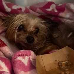 Shelter Stray Female Dog last seen Near Davis Avenue, DES MOINES, IA, 50315, Des Moines, IA 50313
