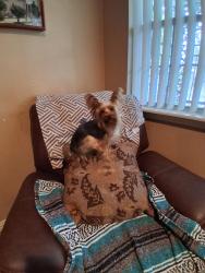 Found/Stray Male Dog last seen Houghton, Dallas, TX 75217