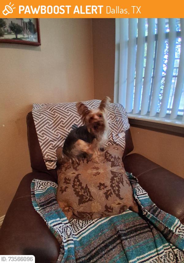 Found/Stray Male Dog last seen Houghton, Dallas, TX 75217