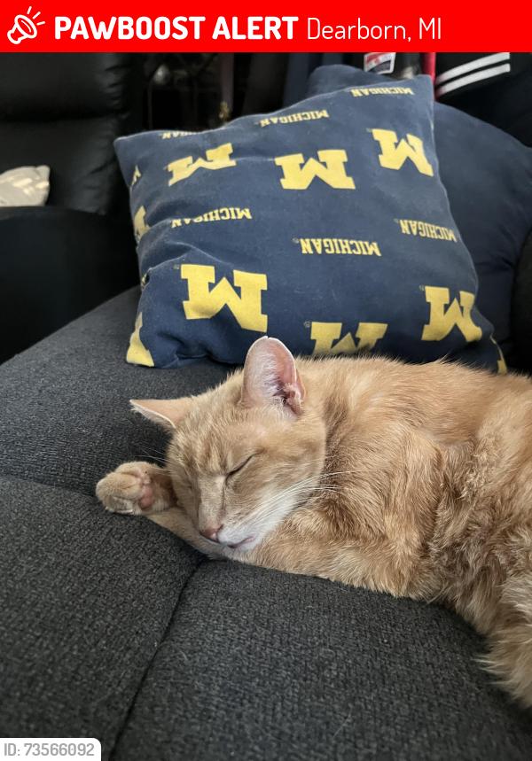 Lost Male Cat last seen Cherry hill and Marshall, Dearborn, MI 48124