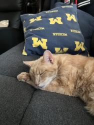 Lost Male Cat last seen Cherry hill and Marshall, Dearborn, MI 48124