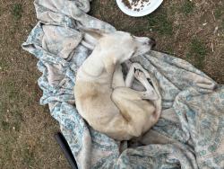 Shelter Stray Female Dog last seen Near San Jose Street, AUSTIN, TX, 78753, 7201 Levander Loop bldg a, Austin, TX 78702, USA
