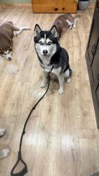 Reunited Female Dog last seen Near S 20th St, Grand Forks, ND 58201, USA, Grand Forks, ND 58201