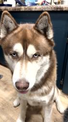 Reunited Male Dog last seen Near S 20th St, Grand Forks, ND 58201, USA, Grand Forks, ND 58201