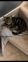 Lost Male Cat last seen Wrotham Heath, Wrotham Heath, England 