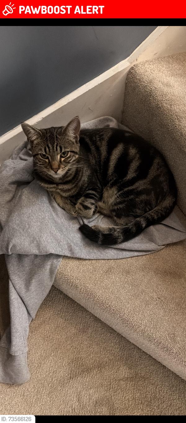 Lost Male Cat last seen Wrotham Heath, Wrotham Heath, England 