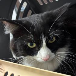 Shelter Stray Male Cat last seen , 1013 Garfield St, Oak Park, IL 60304, USA