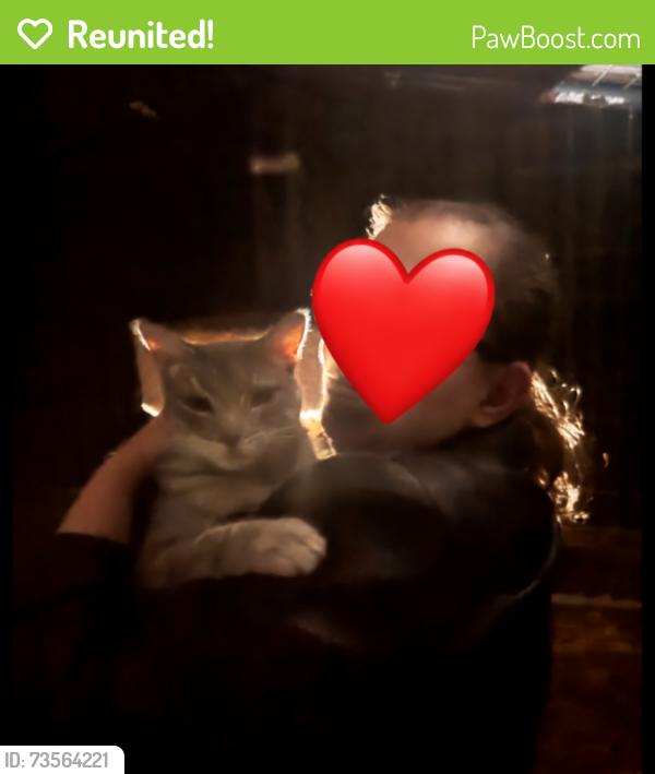 Reunited Unknown Cat last seen Bryn mawr, Redlands, CA 92373