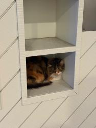 Found/Stray Unknown Cat last seen Near Pine Street, San Francisco 94109, San Francisco, CA 94109