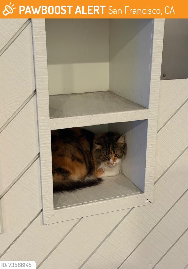 Found/Stray Unknown Cat last seen Near Pine Street, San Francisco 94109, San Francisco, CA 94109