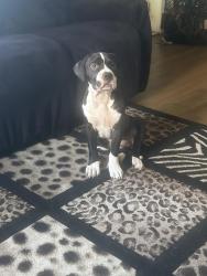 Lost Female Dog last seen Hildreth/Taylor Ave, Columbus, OH 43203