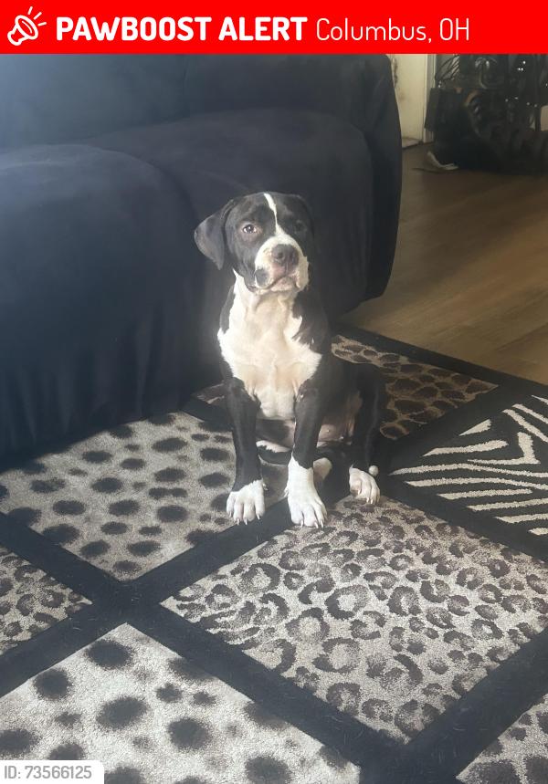Lost Female Dog last seen Hildreth/Taylor Ave, Columbus, OH 43203