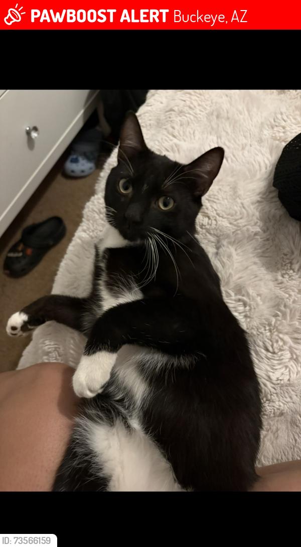 Lost Male Cat last seen Yuma and dean by the police station, Buckeye, AZ 85326
