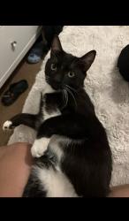 Lost Male Cat last seen Yuma and dean by the police station, Buckeye, AZ 85326