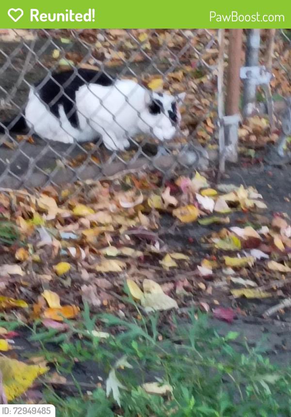 Reunited Male Cat last seen North Ave. + Wood Ave~, Bridgeport, CT 06604