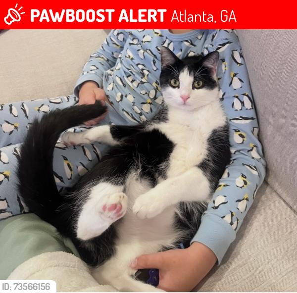 Lost Male Cat last seen Mabry and Hunters Brook, Atlanta, GA 30319