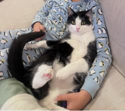 Lost Male Cat last seen Mabry and Hunters Brook, Atlanta, GA 30319