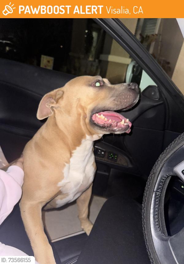 Found/Stray Male Dog last seen Se sunnyside ct and e Monte vista ct, Visalia, CA 93292