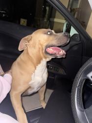 Found/Stray Male Dog last seen Se sunnyside ct and e Monte vista ct, Visalia, CA 93292