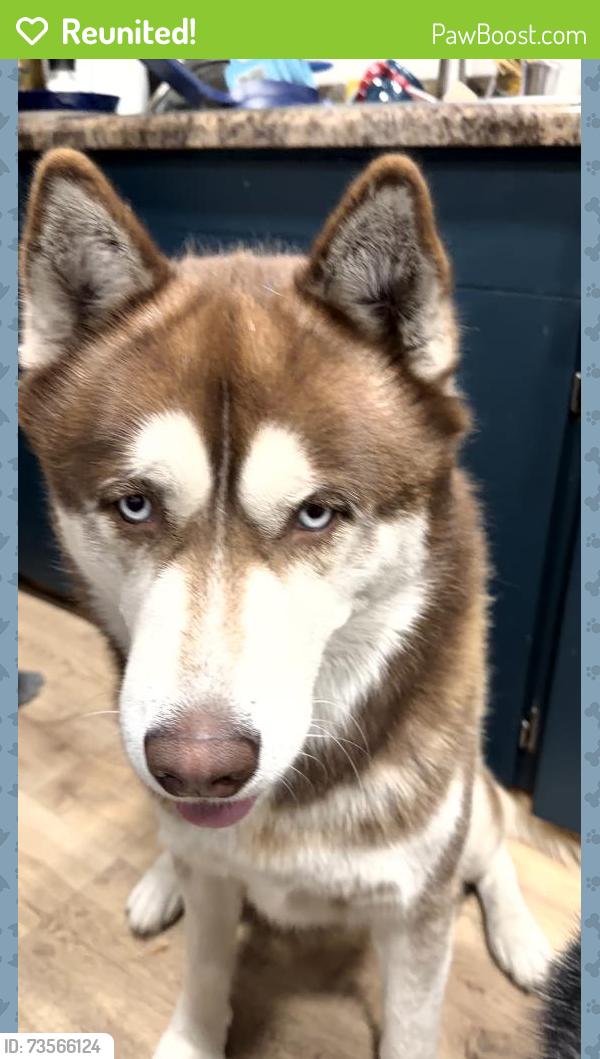 Reunited Male Dog last seen Near S 20th St, Grand Forks, ND 58201, USA, Grand Forks, ND 58201