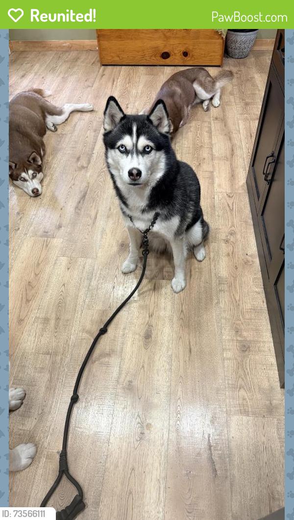 Reunited Female Dog last seen Near S 20th St, Grand Forks, ND 58201, USA, Grand Forks, ND 58201
