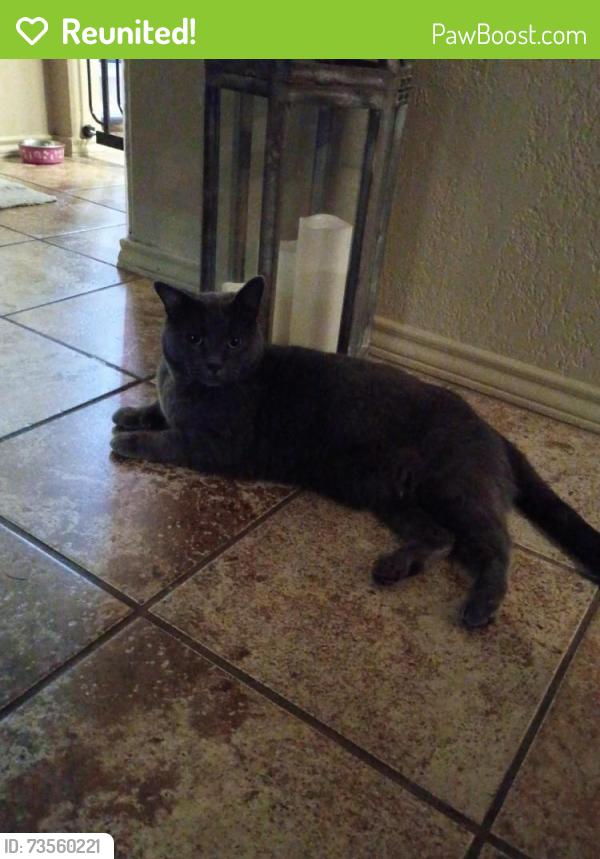 Reunited Female Cat last seen Lone pine ln 76108, Fort Worth, TX 76108