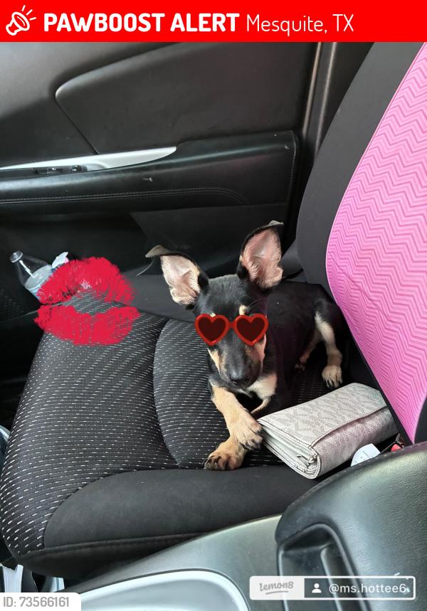 Lost Female Dog last seen Ridgeview St mesquite, TX, Mesquite, TX 75149