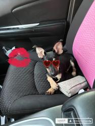 Lost Female Dog last seen Ridgeview St mesquite, TX, Mesquite, TX 75149