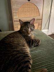 Reunited Male Cat last seen Gates & Washington Ave, Columbus, OH 43206