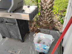 Found/Stray Female Cat last seen Ridgewood mobile home park, Venice, FL 34285
