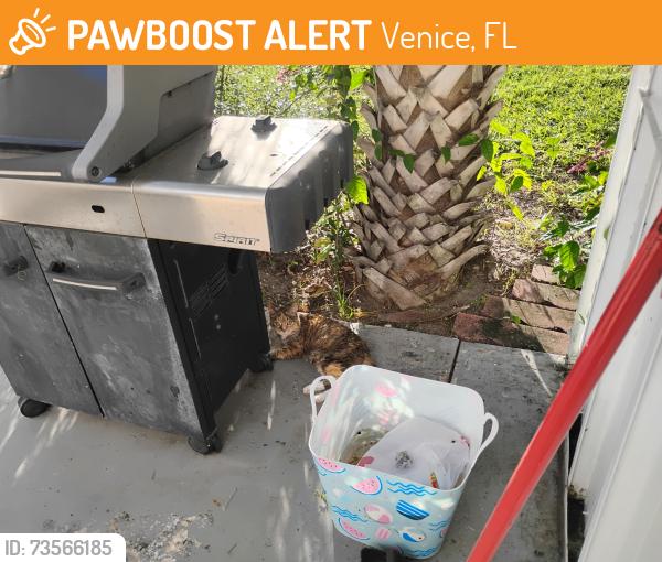 Found/Stray Female Cat last seen Ridgewood mobile home park, Venice, FL 34285