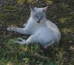 Lost Female Cat last seen GA-155 / GA-138, Stockbridge, GA 30281
