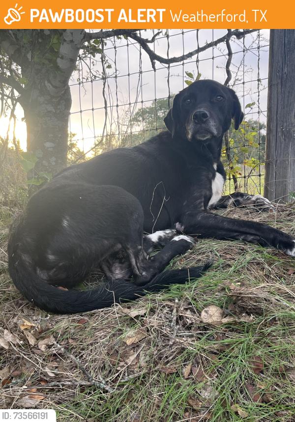 Found/Stray Male Dog last seen Neighborhood near Pythian Home, Weatherford, TX 76086