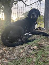 Found/Stray Male Dog last seen Neighborhood near Pythian Home, Weatherford, TX 76086