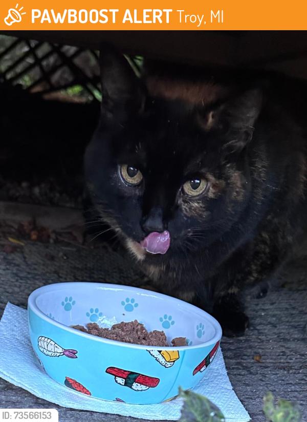 Found/Stray Female Cat last seen South of Troy High School, Troy, MI 48098