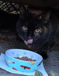 Found/Stray Female Cat last seen South of Troy High School, Troy, MI 48098