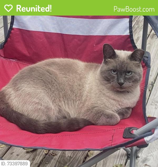 Reunited Male Cat last seen 5th and Elm, Roanoke, VA 24016