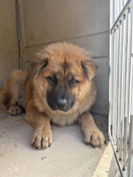 Shelter Stray Male Dog last seen Near BLOCK S EVEREST AVE, OKLAHOMA CITY OK 73129, 2811 SE 29th St, Oklahoma City, OK 73129, USA