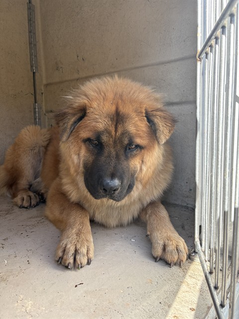 Shelter Stray Male Dog last seen Near BLOCK S EVEREST AVE, OKLAHOMA CITY OK 73129, 2811 SE 29th St, Oklahoma City, OK 73129, USA