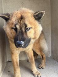 Shelter Stray Female Dog last seen Near BLOCK S EVEREST AVE, OKLAHOMA CITY OK 73129, 2811 SE 29th St, Oklahoma City, OK 73129, USA