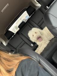 Reunited Female Dog last seen On the Maddox apmt road, Lubbock, TX 79415