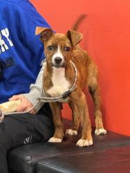 Shelter Stray Female Dog last seen Near BLOCK TAYLOR COURT, 3528 Newburg Rd, Louisville, KY 40218, USA